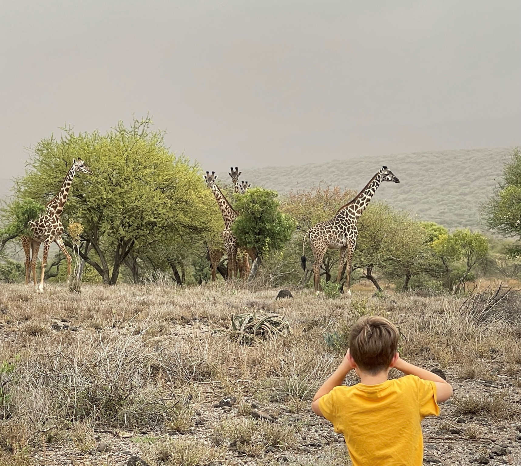Unsere ersten Giraffen