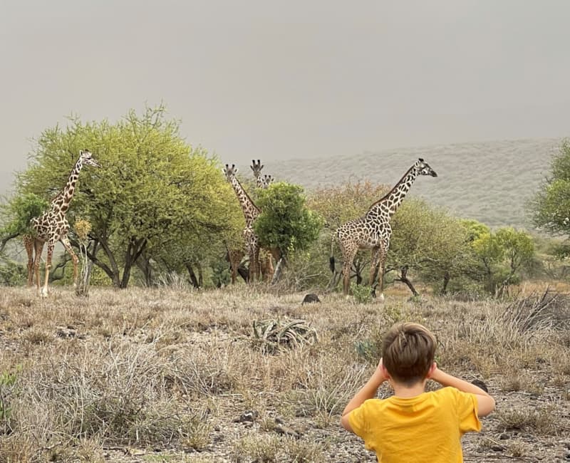 Unsere ersten Giraffen
