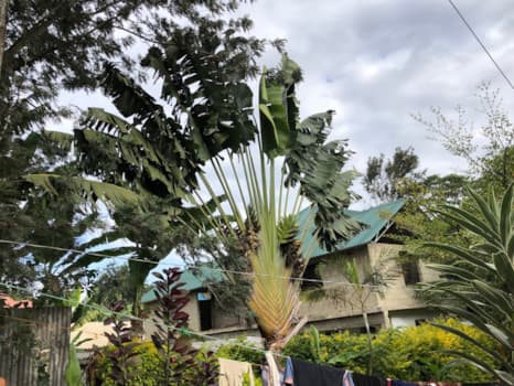 Palme im Garten