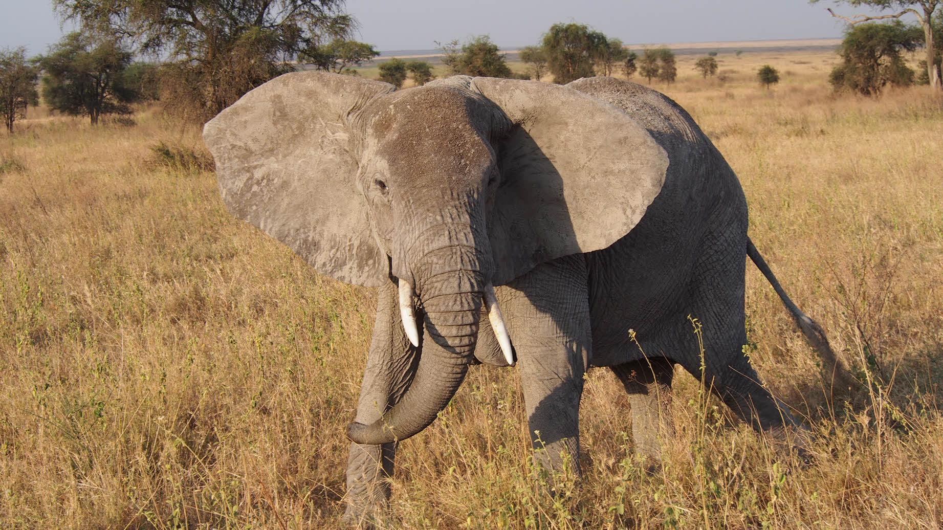Safari Teil 2 Serengeti