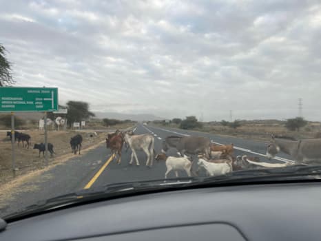 Vieh überquert die Autobahn