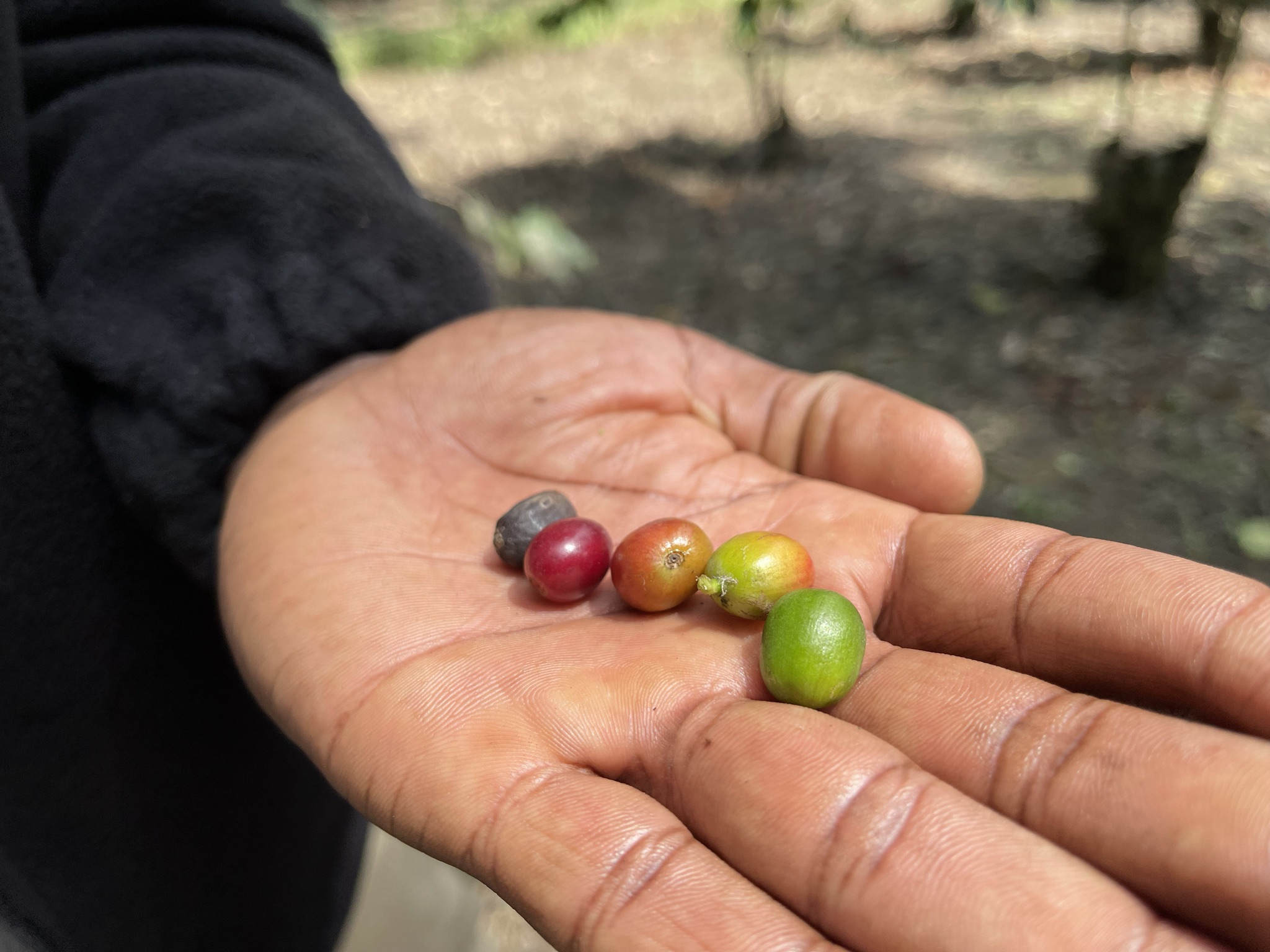 die fünf Farben von Kaffeebohnen