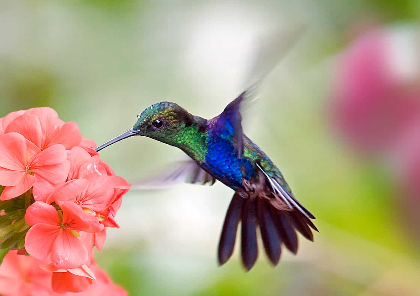 Kolibri