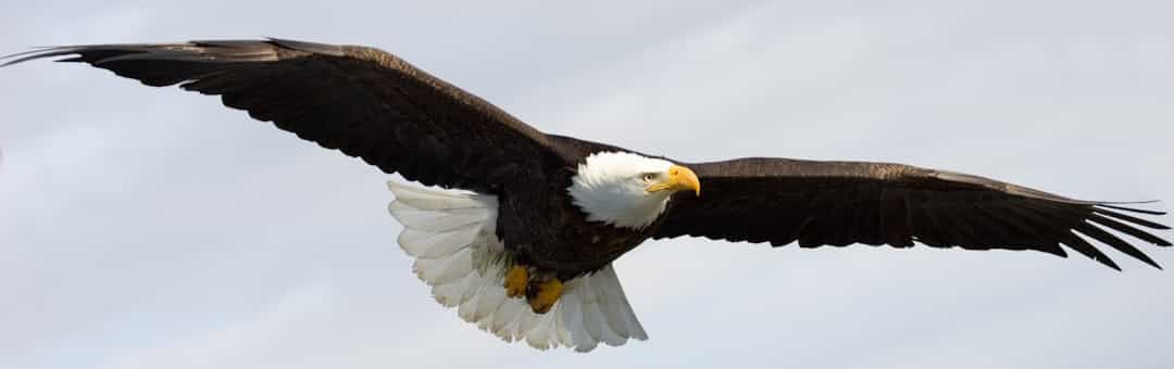Adler