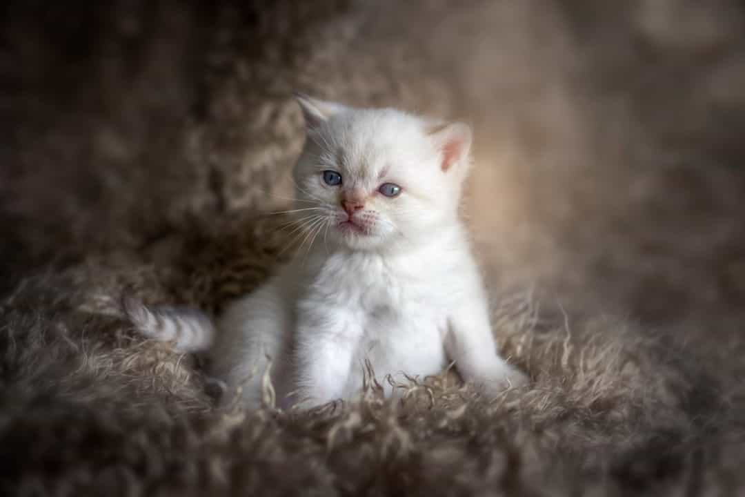 Die süse katze