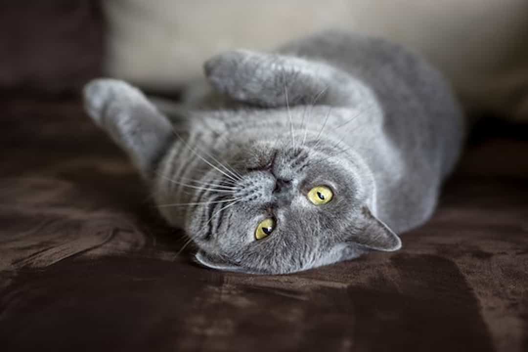 Katzen n